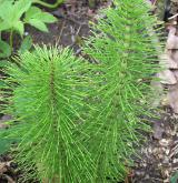 přeslička největší <i>(Equisetum telmateia)</i> / Habitus
