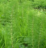 přeslička největší <i>(Equisetum telmateia)</i> / Detail porostu