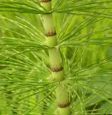 přeslička největší <i>(Equisetum telmateia)</i> / Stonek