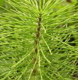 přeslička největší <i>(Equisetum telmateia)</i> / Habitus