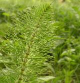 přeslička největší <i>(Equisetum telmateia)</i> / Habitus