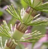 přeslička největší <i>(Equisetum telmateia)</i> / Stonek
