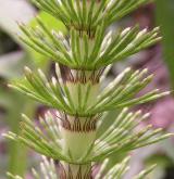přeslička největší <i>(Equisetum telmateia)</i> / Stonek