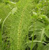 přeslička největší <i>(Equisetum telmateia)</i> / Habitus