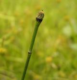 přeslička různobarvá <i>(Equisetum variegatum)</i> / Habitus