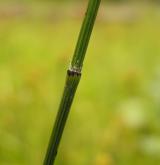 přeslička různobarvá <i>(Equisetum variegatum)</i> / Stonek