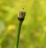 přeslička různobarvá <i>(Equisetum variegatum)</i> / Květ/Květenství