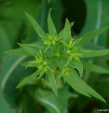pryšec drobný <i>(Euphorbia exigua)</i> / Květ/Květenství