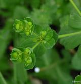 pryšec kolovratec <i>(Euphorbia helioscopia)</i> / Květ/Květenství