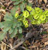 pryšec mandloňovitý <i>(Euphorbia amygdaloides)</i> / Habitus