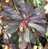 pryšec mandloňovitý <i>(Euphorbia amygdaloides)</i> / List