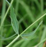 srpek obecný <i>(Falcaria vulgaris)</i> / List