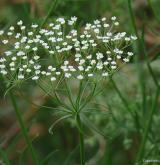 srpek obecný <i>(Falcaria vulgaris)</i> / Květ/Květenství