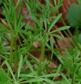 svízel přítula <i>(Galium aparine)</i> / Habitus