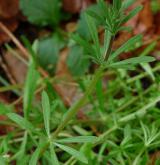 svízel přítula <i>(Galium aparine)</i> / Habitus