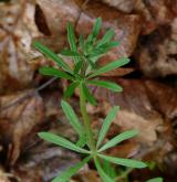 svízel přítula <i>(Galium aparine)</i> / Habitus