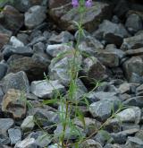 konopice úzkolistá <i>(Galeopsis angustifolia)</i> / Habitus