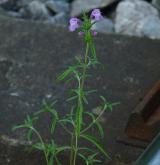 konopice úzkolistá <i>(Galeopsis angustifolia)</i> / Habitus