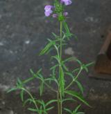 konopice úzkolistá <i>(Galeopsis angustifolia)</i> / Habitus