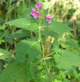 konopice pýřitá <i>(Galeopsis pubescens)</i> / Habitus