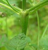 konopice pýřitá <i>(Galeopsis pubescens)</i> / Stonek