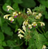 konopice sličná <i>(Galeopsis speciosa)</i> / Květ/Květenství