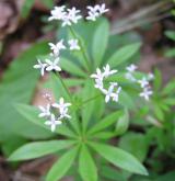 svízel vonný <i>(Galium odoratum)</i> / Květ/Květenství