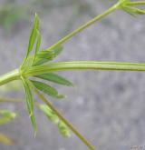 svízel potoční <i>(Galium rivale)</i> / Stonek