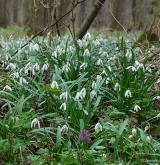 sněženka podsněžník <i>(Galanthus nivalis)</i> / Detail porostu