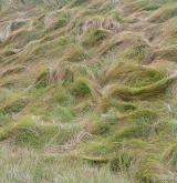 ostřice třeslicovitá <i>(Carex brizoides)</i> / Porost