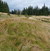 ostřice třeslicovitá <i>(Carex brizoides)</i> / Porost