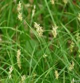 ostřice třeslicovitá <i>(Carex brizoides)</i> / Květ/Květenství