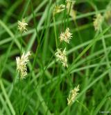 ostřice třeslicovitá <i>(Carex brizoides)</i> / Květ/Květenství