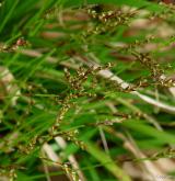 ostřice prstnatá <i>(Carex digitata)</i> / Ostatní