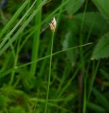 ostřice šlahounovitá <i>(Carex chordorrhiza)</i> / Plod