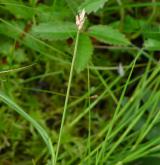 ostřice šlahounovitá <i>(Carex chordorrhiza)</i> / Plod