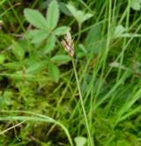 ostřice šlahounovitá <i>(Carex chordorrhiza)</i> / Plod