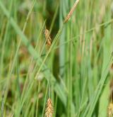 ostřice bažinná <i>(Carex limosa)</i> / Ostatní