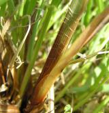 ostřice ostrá  <i>(Carex acutiformis)</i> / Ostatní