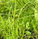 ostřice šáchorovitá <i>(Carex bohemica)</i> / Habitus