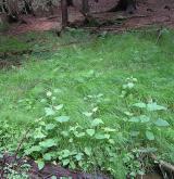 ostřice třeslicovitá <i>(Carex brizoides)</i> / Porost