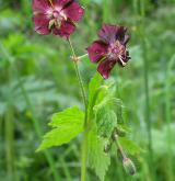 kakost hnědočervený <i>(Geranium phaeum)</i> / Habitus