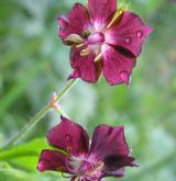 kakost hnědočervený <i>(Geranium phaeum)</i> / Květ/Květenství