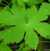 kakost hnědočervený <i>(Geranium phaeum)</i> / List