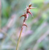 ostřice Davallova <i>(Carex davalliana)</i> / Plod