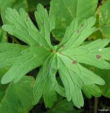kakost lesní <i>(Geranium sylvaticum)</i> / List