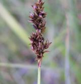 ostřice přioblá <i>(Carex diandra)</i> / Ostatní