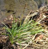 ostřice prstnatá <i>(Carex digitata)</i> / Habitus