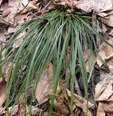 ostřice prstnatá <i>(Carex digitata)</i> / Habitus