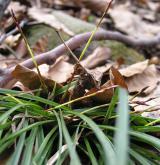 ostřice prstnatá <i>(Carex digitata)</i> / Habitus